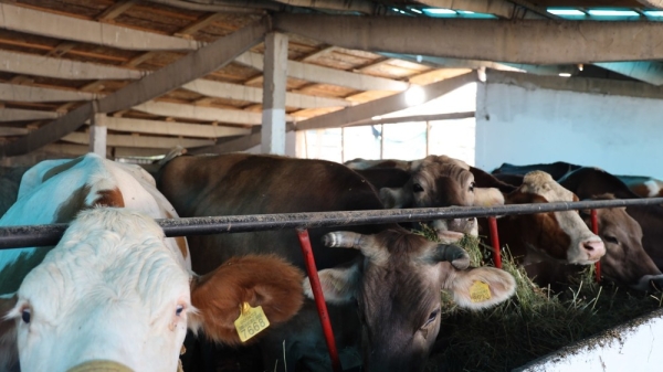 В Кыргызстане рост валового выпуска сельхозпродукции обеспечивает животноводство