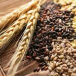 В Кара-Суйском районе начался сбор колосовых зерновых культур