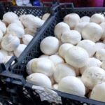 Экспорт шампиньонов из Калужской области РФ в Кыргызстан вырос в 3 раза