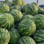 Россельхознадзор вернул 61 тонну фруктов из Кыргызстана: риски для экспорта