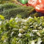 Зеленый бизнес на 10 сотках: как кыргызстанцам заработать на выращивании зелени