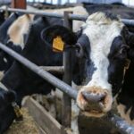 Нарушения норм ЕАЭС: крупная партия скота не допущена в Кыргызстан