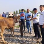 Рейд по Кыргызстану: сотни голов скота в теневом обороте угрожают рынку