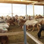 Животноводство ЕАЭС: ставка на геном для роста конкурентоспособности