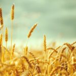 Продовольственная безопасность Кыргызстана: ставка на высокоурожайную пшеницу