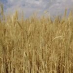 Урожай 2025: аграрии Кыргызстана столкнулись с резким падением сборов зерна