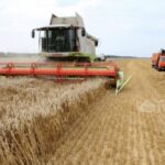 Аграрии Кыргызстана бьют рекорды: урожайность кукурузы выросла в 4 раза