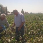 Хлопковый потенциал Кыргызстана: на юге закладывают основу для урожая