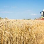 Урожай 2025: Кыргызстан наращивает сбор зерна, опережая прошлый год
