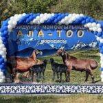 Новые горизонты животноводства: Кыргызстан делает ставку на породу «Ала-Тоо»