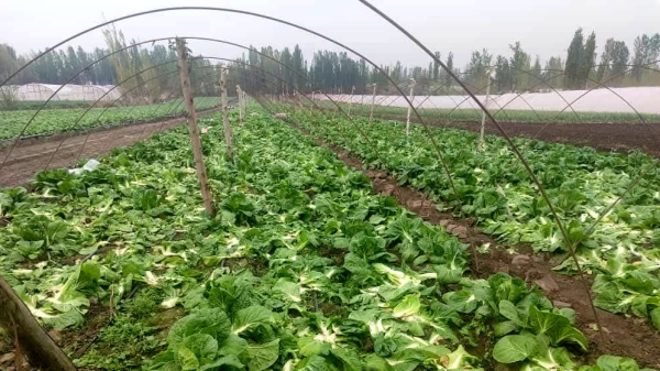 1ba03b6502c5b1050db60ab5a7df6ef6