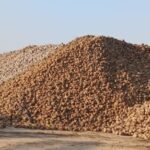Чуйская свёкла: урожай более 21 тысячи тонн, ожидается рост
