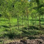 Кыргызстан укрепляет агросектор: расширено льготное кредитование для семян и саженцев