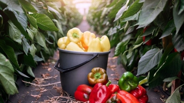 5cca5370743fe1789f0285e93dcabbc8