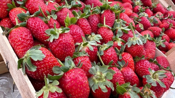 6c6ea06fc8214a03731a029362682993