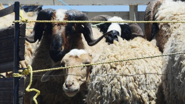 7251c464dd19aa4408369901d7e78769