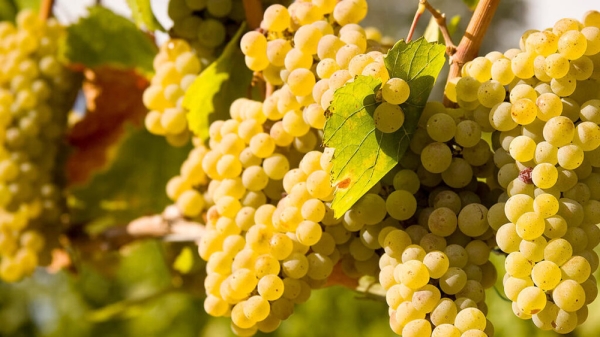 d921bfc7ccea29b8a7c51de2d2254856