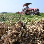 Кыргызстан: утроение импорта арахиса из Китая – новые тренды на рынке