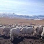 «30+20+10»: племенное яководство стимулирует экономику Оша