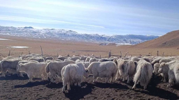 37ff1773a0dd8a0a28a6260afa0ea052