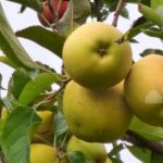 Кыргызстан инвестирует в «зеленую» инфраструктуру: сады вдоль дорог и экономический рост