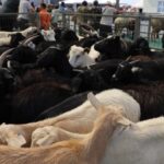 Кыргызстан: усиление ветконтроля защищает агросектор от рисков и незаконного оборота