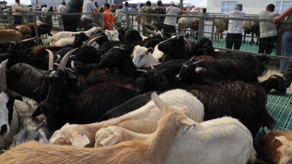 446b032a26da6d17c451a635dfbb671c