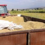 Урожай зерна в Кыргызстане сократился на 15%: аграрный сектор под давлением