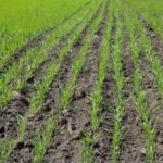 Кыргызстан: озимые культуры как ключ к аграрной устойчивости и достатку