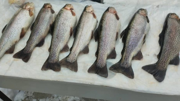 b52e49a2fe85d30e06ccfb88e2fdd9cb