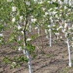 Полмиллиона долларов для «зелёной» экономики: Кыргызстан инвестирует в питомники