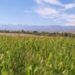 Импорт кукурузы в Кыргызстан: турецкий след существенно укрепился