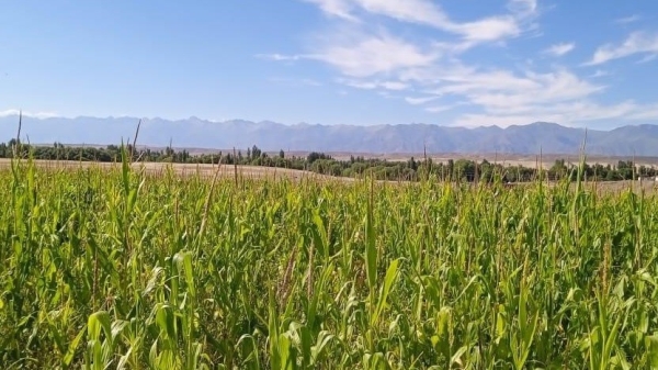 feeaed47639613613bd3b80f17773ad6