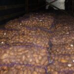 «Фитосанитарный кордон»: 44 тонны картофеля из России не допущены в Кыргызстан