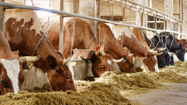 49fff8757531e626ef9cba4633694b42