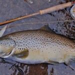 Кыргызская форель: экспортный потенциал и защита отечественных фермеров