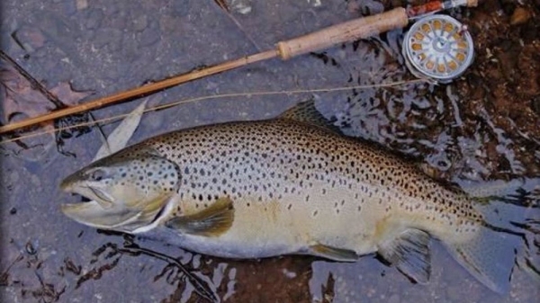 dacd57d94fa184c7cb9c5f9b42c9daf8