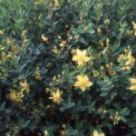 Лекарственные травы: как аграрный сектор Кыргызстана получит новый стимул