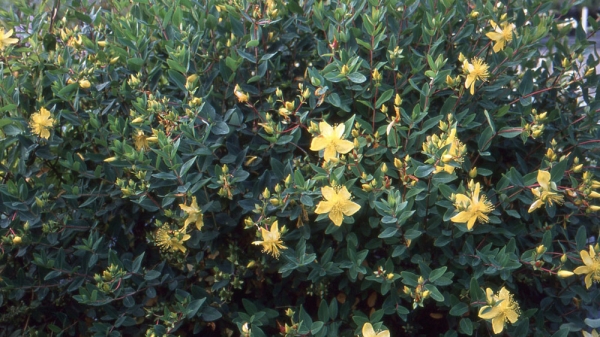 0cd27d67a2ef696411509f0b2f208bfa