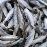 Импорт замороженной рыбы в Кыргызстан: рост на четверть, смена поставщиков