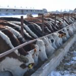 Минсельхоз: как качество скота улучшит экономику и спасет пастбища