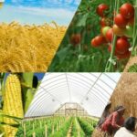 Рекордный агроэкспорт Кыргызстана: более 500 тыс. тонн в страны ЕАЭС