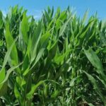 Импорт кукурузы в Кыргызстан: Турция нарастила поставки на 19%