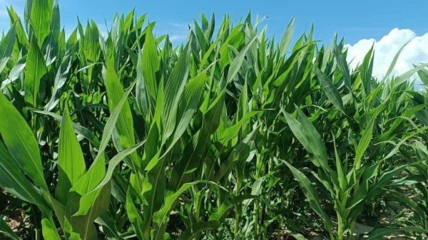 4208bf936332f32e6cc31d5b11dd0d87