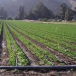 Капельное орошение: почему самодеятельность в агросекторе стоит дорого