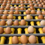 Яичный бум в ЕАЭС: Кыргызстан демонстрирует рекордный рост производства