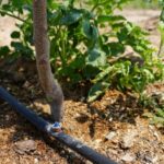 Аксы: посевная началась, а воды нет – тревожный сигнал экономике