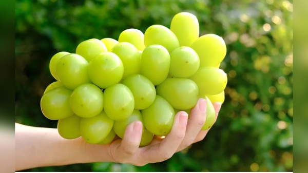 e5b3e0688800f3941ac2e946a0f50de5