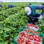 Льготные кредиты для фермеров: Кыргызстан запускает i-Dyikan для онлайн-регистрации