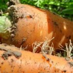 Кыргызский агроэкспорт: успешный старт поставок моркови в Россию